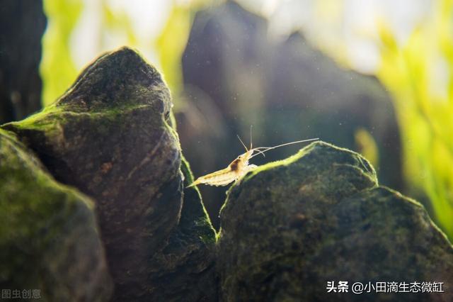 虾的种类有哪些，河里的虾的种类有哪些（适合新手饲养的宠物虾及小型观赏虾详情）