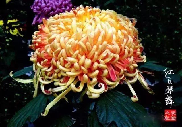 世界最美菊花80种太美了，金秋十月赏菊花——世界最美菊花80种送给您