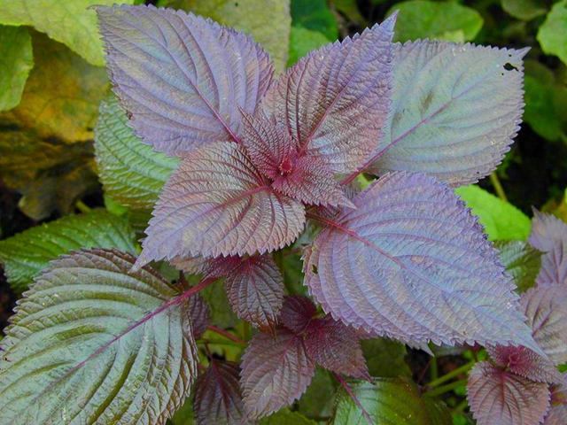 香蜂草栽培技术，香蜂草栽培技术培训（6种香草植物）