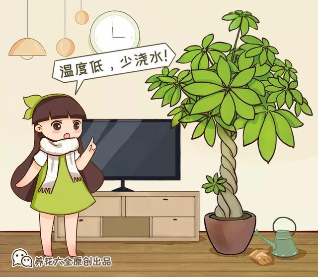 鹅掌柴的作用与功效，鹅掌柴的功效与作用（一养就能养20年）