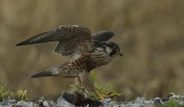隼是什么鸟，生物演化史上的速度巅峰（隼是什么鸟吃什么食物）
