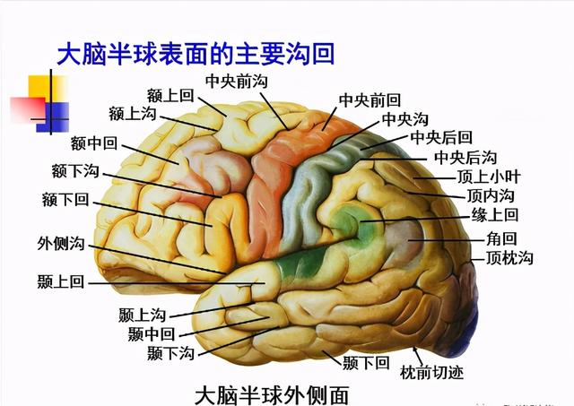 大脑杏仁体解剖图，高清大脑解剖图谱