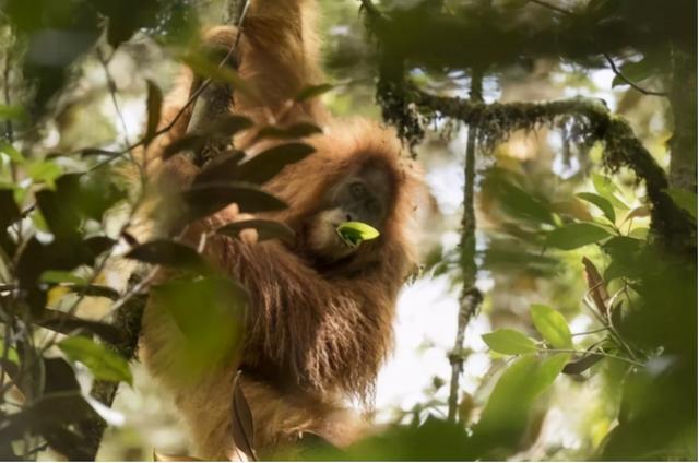最像人类的动物，大猩猩最像人类的物种（第一个即将灭绝的类人猿）