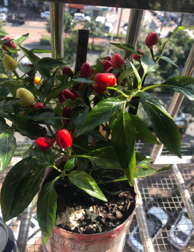 家里有虫子怎么办能除根，家里有虫子怎么除根（养花最怕遇到4种虫害）