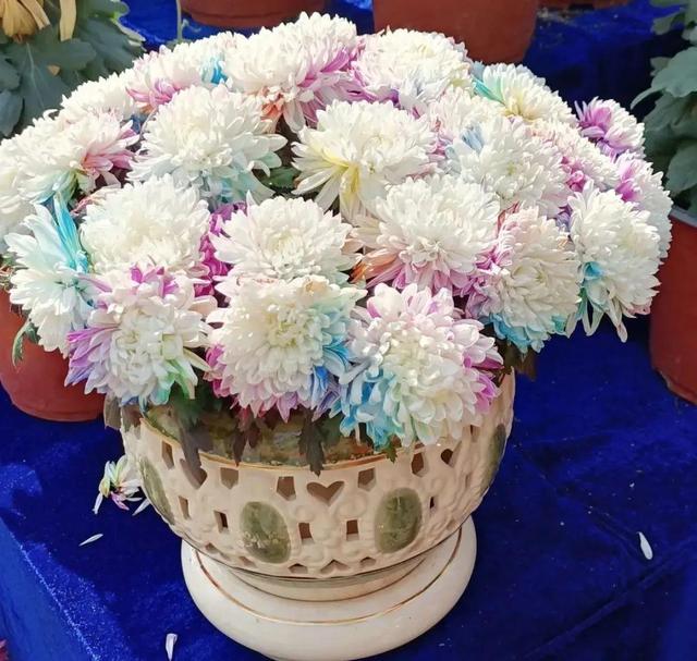 荷花有几种颜色，莲花有几种颜色分别是象征什么（1盆菊花售价1.2万）