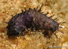 乌参和海参的区别，乌参和海参的区别是什么（海参分类、海参的区别）