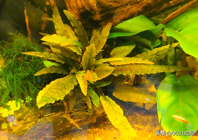 鱼缸如何调节水泵的出水量，养鱼养草中要注意的细节