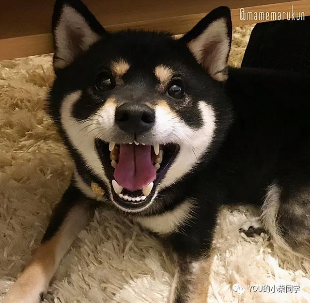 什么是豆柴犬，什么是豆柴犬幼犬图片（豆柴or小体柴你分的清吗）