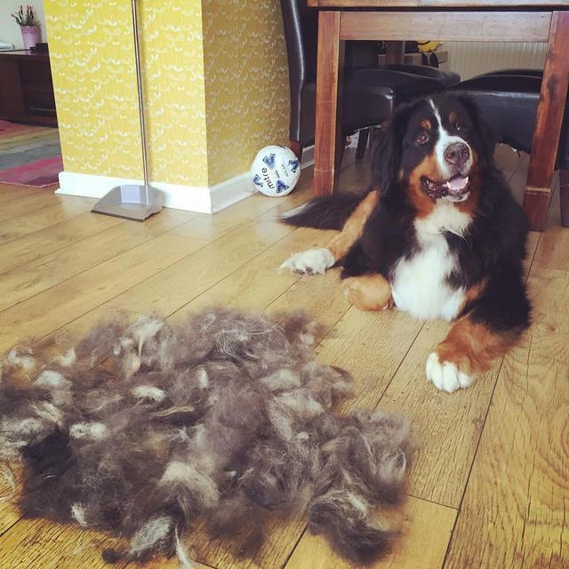 狗子啥时候掉毛严重，为什么狗狗在冬天掉毛特别多