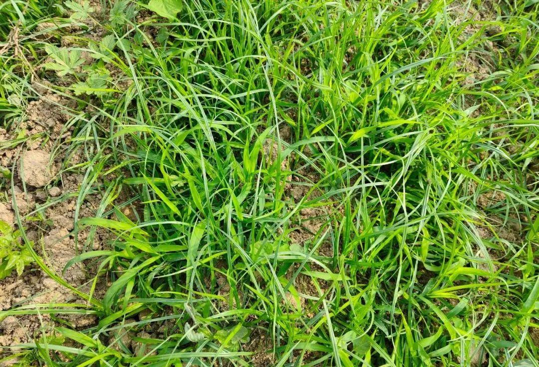 氟醚灭草松打什么草的，氟磺胺草醚加灭草松（农作物田里的香附子如何根除）