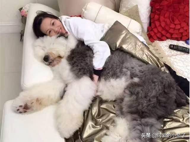 女人梦见飞蛾什么预兆，梦见飞蛾是什么寓意（黄日华太太出殡日期确定）