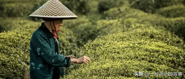 对茶的别称雅号，茶的雅称，你知道几个