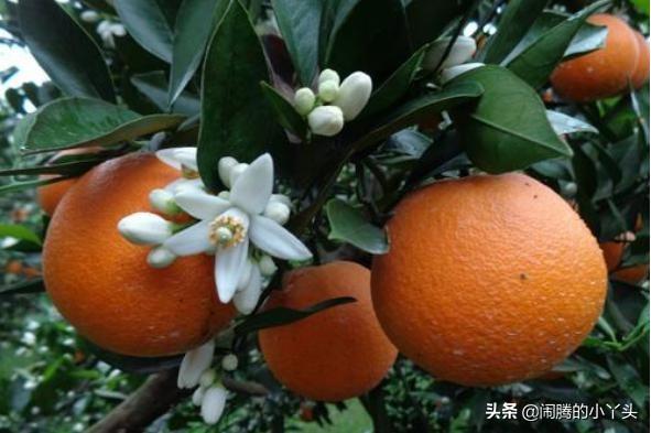 橙花是什么味道，橙花是什么香味（苦橙花高雅洁白）
