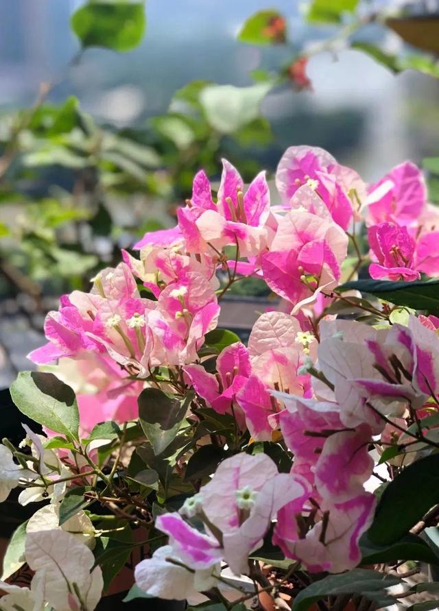 三角梅哪个品种最漂亮好看，三角梅哪个品种最勤开花？花开最美艳