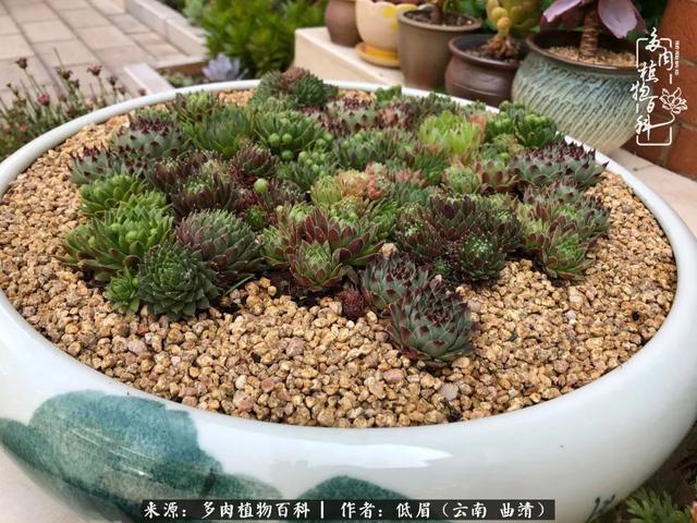 很丧很失望——低眉.，皱着眉头哭丧（陪你度过寒冷的圣诞平安夜图片）