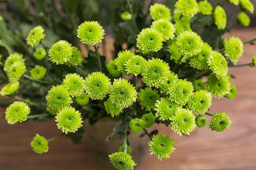 绿色洋桔梗花语是什么意思，绿色的花瞧着就稀罕（你知道绿色洋桔梗花的花语吗）