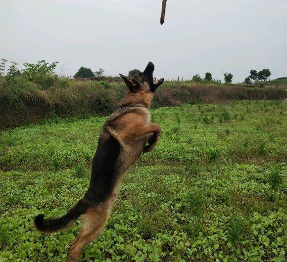 为什么很少人养德牧，为什么养德牧的人比养杜宾的人多（德牧是“万能工作犬”）