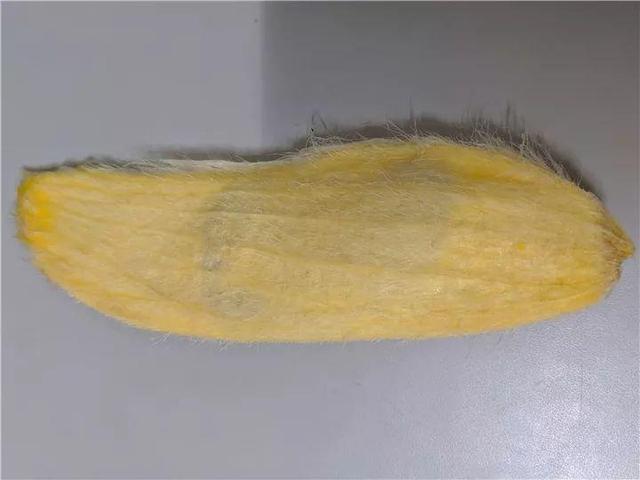 芒果种子怎么种，一个夏天就能长成小树苗