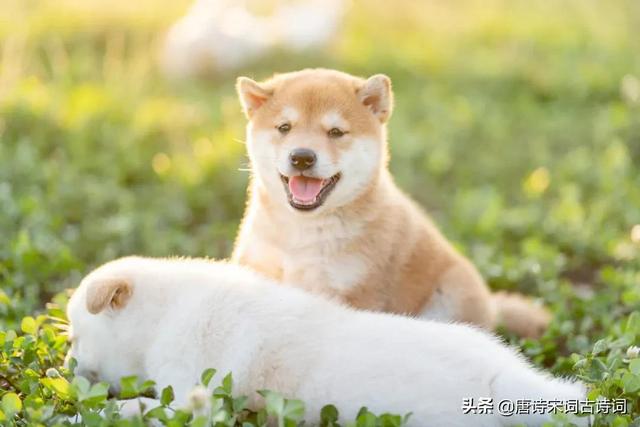 西北望射天狼上一句（柴门闻犬吠）