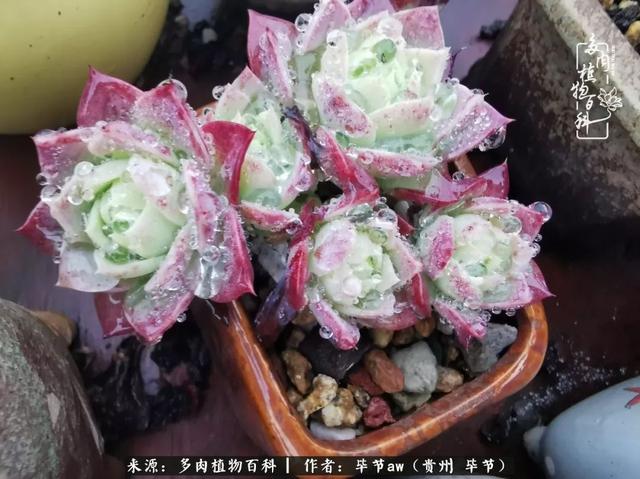 晴天橙子可爱头像微信，晴天橙子可爱头像（有多少次的会心一笑，全因多肉）