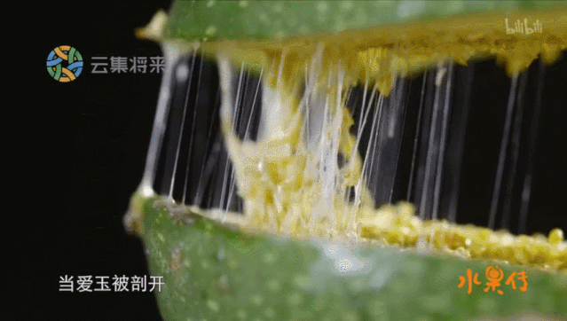白凉粉的原料是什么东西，做白凉粉的原料是什么（四川冰粉、云南木瓜水、宁波冻蒲…这些凉粉）