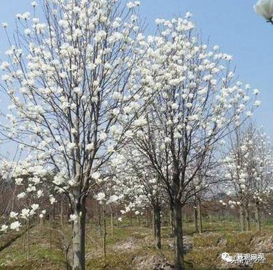 金边大叶黄杨园林用途有哪些，金边黄杨与大叶黄杨的区别（《郑州市城市绿化树种推荐名录》）