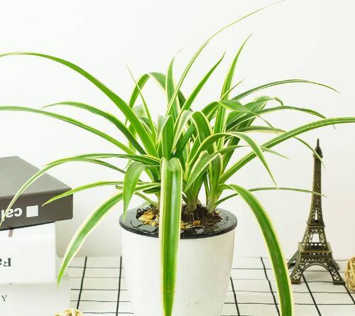 吊兰可以晒太阳吗，吊兰要不要晒太阳（春天养吊兰是“多”晒太阳好）