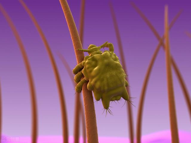 阴虱是怎么得的，提醒：离不开2个途径