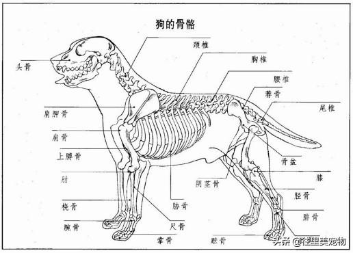 狗狗的骨骼示意图