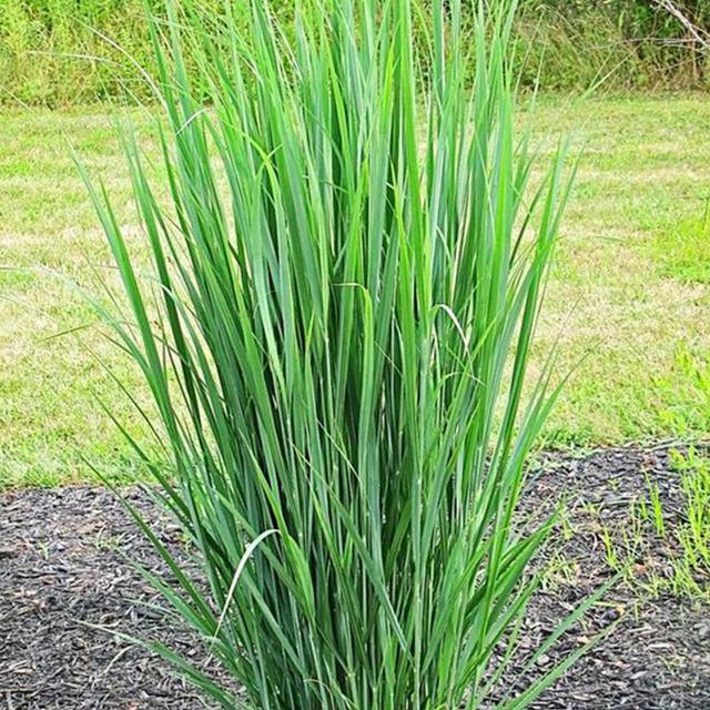 法香是什么菜，法香是香菜吗（这12种香料盆栽）