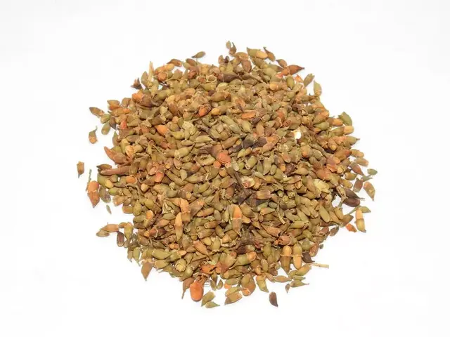 松针能生发吗，松针能治疗脱发吗（一直熬夜一直爽）