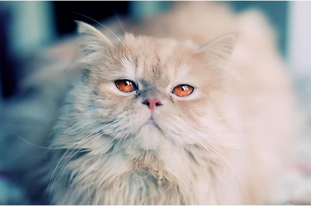 猫咪掉毛怎么解决，猫咪掉毛严重应该怎么办（猫咪掉毛怎么办）