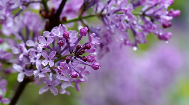 丁香花的寓意和象征，白丁香象征的寓意（古诗词里的丁香花）