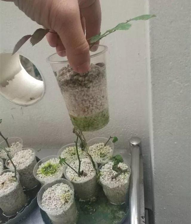 自制雾状小喷壶，自制实用喷水壶（它是扦插万能土）