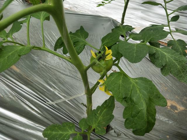 西红柿怎么种植，西红柿怎么种植才能高产（越聪明的农户越喜欢用的5个方法）