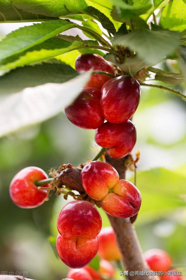 吃樱桃对人体的好处，吃樱桃对人体好吗（水果樱桃可降尿酸缓解痛风炎症）