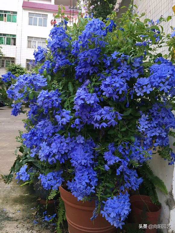 蓝雪花几月份开花，蓝雪花是几月开花（阳台开成“花园”）