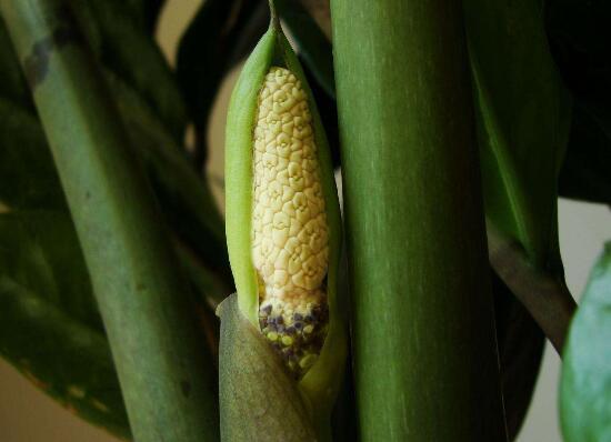 金钱树开花预示什么，金钱树（金钱树怎样扦插繁殖）