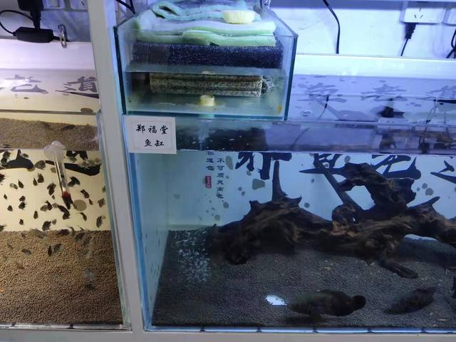 地图鱼为什么会伤痕累累，地图鱼吃小鱼吗（鱼缸养了四条地图鱼水质就浑浊了）