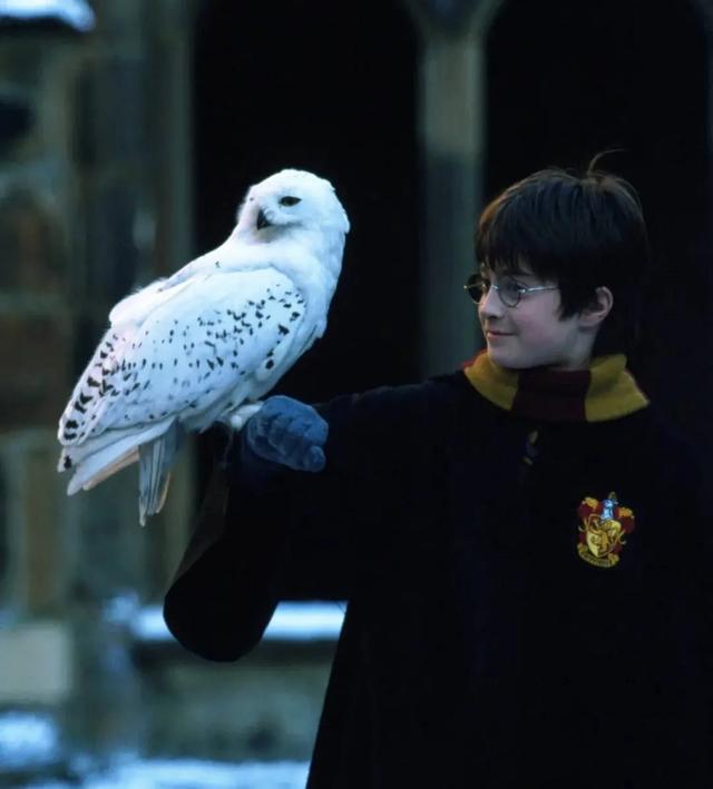 哈利波特一共有几部,哈利波特小说有几部(《哈利波特》泪点来了) 哈利波特一共有几部,哈利波特小说有几部(《哈利波特》泪点来了)