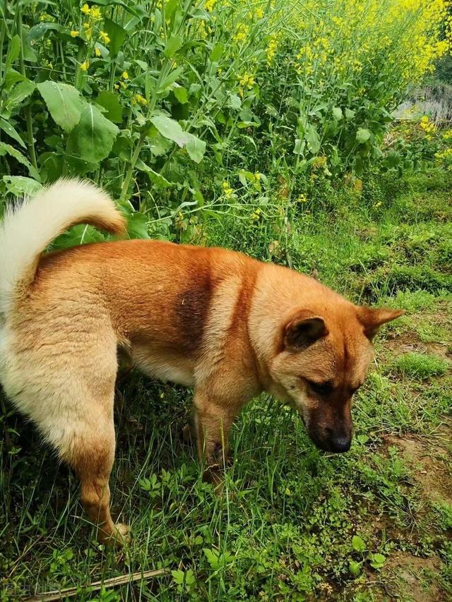 狗的种类有哪些，常见的狗狗种类（最常见的10种狗狗）