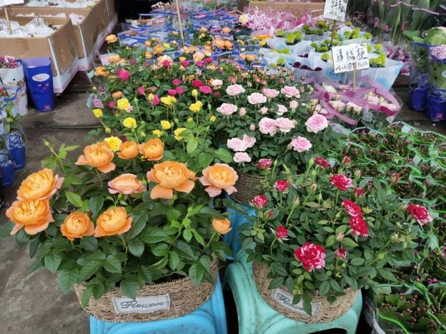 荷花最好看的品种是什么，这花最好看、最好养