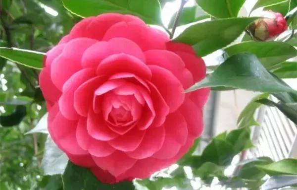 如何识别六角大红茶花，如何识别六角大红茶花的真假（带你认识名贵茶花品种）