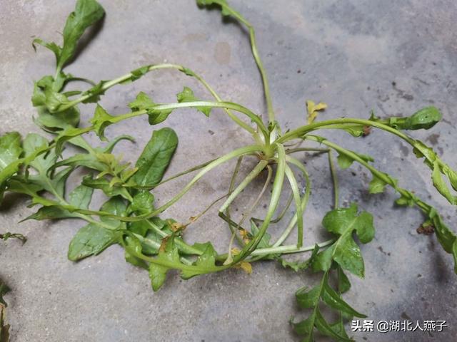 芥菜和小芥菜的区别图片，芥兰和芥菜的区别图片（教你快速识别真荠菜）