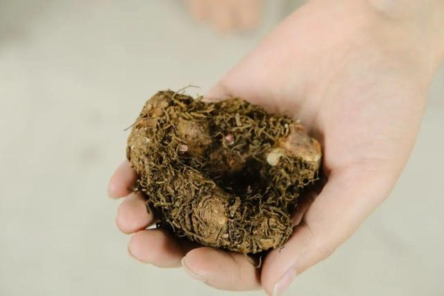 鸟尾花的繁育管理，鸟尾花 花期（30种耐阴花）