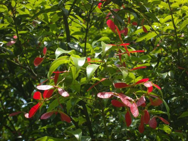 如何种植糖槭树，糖槭树怎么移栽（福建省龙岩市红翅槭引种与栽培技术）