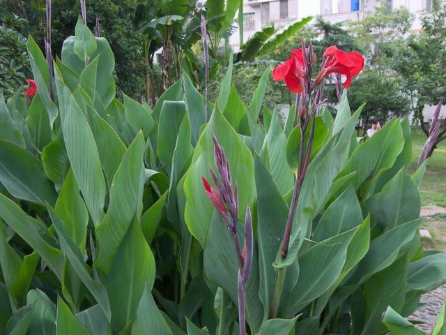 美人蕉（美人蕉花），秋天的美人蕉尤其美艳（美人蕉花色）