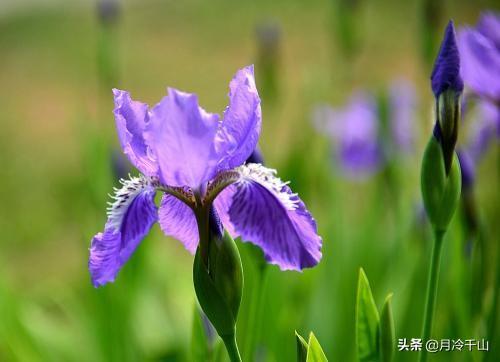 鸢尾花花语，念念不忘、爱的使者、使命、一颗优雅的心（鸢尾花花语象征与寓意）