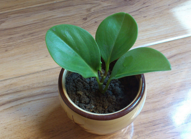 女生办公桌旺事业的风水摆件，女生办公桌旺事业摆件（办公桌空荡荡没精气神）