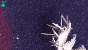 焊锡的熔点是多少度，火焰纹章风花雪月怎么锡的熔点是多少度（一种会自我毁灭的金属）